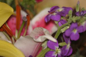 <img300*0:stuff/z/169023/Nio%2527s%2520Assorted%2520Flowers/i1304371517_21.jpg>