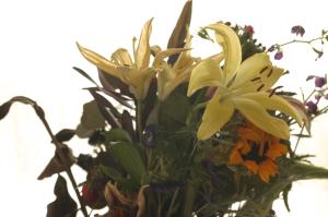 <img300*0:stuff/z/169023/Nio%2527s%2520Assorted%2520Flowers/i1304371517_22.jpg>