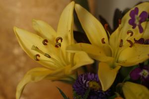 <img300*0:stuff/z/169023/Nio%2527s%2520Assorted%2520Flowers/i1304371517_23.jpg>