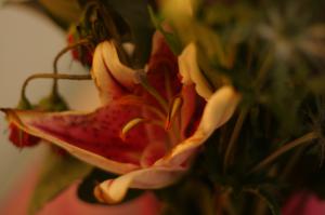 <img300*0:stuff/z/169023/Nio%2527s%2520Assorted%2520Flowers/i1304371517_26.jpg>