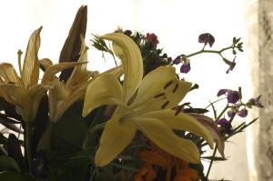 <img300*0:stuff/z/169023/Nio%2527s%2520Assorted%2520Flowers/i1304371517_28.jpg>