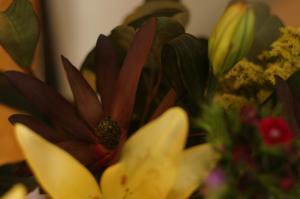 <img300*0:stuff/z/169023/Nio%2527s%2520Assorted%2520Flowers/i1304371518_29.jpg>