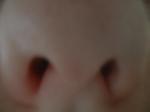 <img150*0:stuff/z/169023/Nose9/i1258663864_1.jpg>