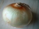 Onion