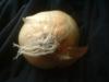 <img100*0:stuff/z/169023/Onion%252023/i1259706322_10.jpg>