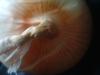 <img100*0:stuff/z/169023/Onion%252023/i1259706322_11.jpg>