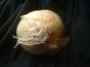 <img100*0:stuff/z/169023/Onion%252023/i1259706322_13.jpg>