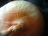 <img100*0:stuff/z/169023/Onion%252023/i1259706322_14.jpg>