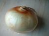 <img100*0:stuff/z/169023/Onion%252023/i1259706322_2.jpg>