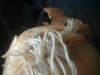 <img100*0:stuff/z/169023/Onion%252023/i1259706322_4.jpg>