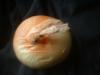 <img100*0:stuff/z/169023/Onion%252023/i1259706322_7.jpg>