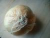 <img100*0:stuff/z/169023/Onion%252023/i1259706322_9.jpg>