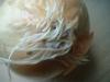 <img100*0:stuff/z/169023/Onion%252023/i1259706323_15.jpg>