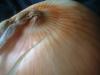 <img100*0:stuff/z/169023/Onion%252023/i1259706323_17.jpg>