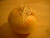 <img100*0:stuff/z/169023/Onion%252023/i1259706323_18.jpg>
