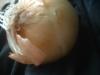 <img100*0:stuff/z/169023/Onion%252023/i1259706323_19.jpg>