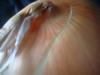 <img100*0:stuff/z/169023/Onion%252023/i1259706323_20.jpg>