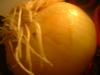 <img100*0:stuff/z/169023/Onion%252023/i1259706323_21.jpg>