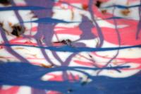 <img200*0:stuff/z/169023/Pie%2520Reference%2520Pictures/i1283879392_2.jpg>