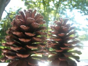 <img300*0:stuff/z/169023/Pine%2520Cones/i1245107103_1.jpg>