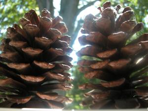 <img300*0:stuff/z/169023/Pine%2520Cones/i1245107103_2.jpg>