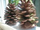 pine cones