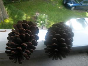 <img300*0:stuff/z/169023/Pine%2520Cones/i1245107104_10.jpg>