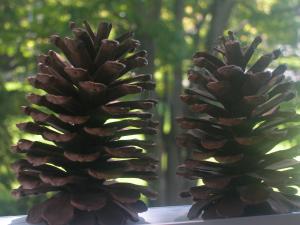 <img300*0:stuff/z/169023/Pine%2520Cones/i1245107104_16.jpg>