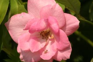 <img300*0:stuff/z/169023/Pink%2520Flower%2520Photos/i1307649140_1.jpg>