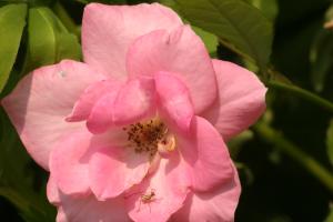 <img300*0:stuff/z/169023/Pink%2520Flower%2520Photos/i1307649140_2.jpg>