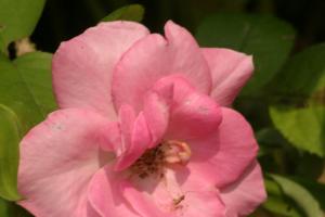 <img300*0:stuff/z/169023/Pink%2520Flower%2520Photos/i1307649140_3.jpg>