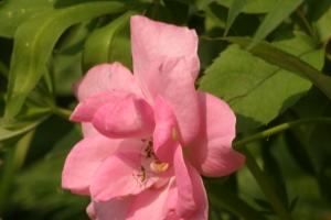 <img300*0:stuff/z/169023/Pink%2520Flower%2520Photos/i1307649140_4.jpg>