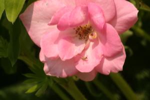 <img300*0:stuff/z/169023/Pink%2520Flower%2520Photos/i1307649140_5.jpg>