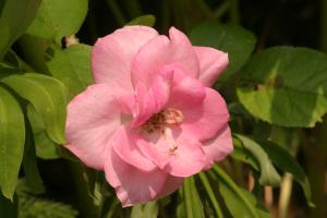 <img300*0:stuff/z/169023/Pink%2520Flower%2520Photos/i1307649140_6.jpg>