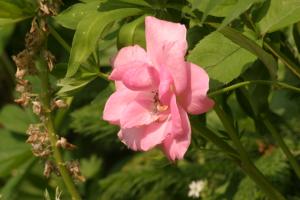 <img300*0:stuff/z/169023/Pink%2520Flower%2520Photos/i1307649140_7.jpg>