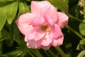 <img300*0:stuff/z/169023/Pink%2520Flower%2520Photos/i1307649140_8.jpg>