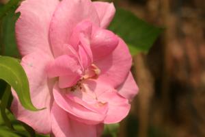 <img300*0:stuff/z/169023/Pink%2520Flower%2520Photos/i1307649140_9.jpg>