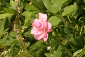 <img300*0:stuff/z/169023/Pink%2520Flower%2520Photos/i1307649141_10.jpg>