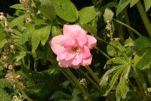 <img300*0:stuff/z/169023/Pink%2520Flower%2520Photos/i1307649141_11.jpg>