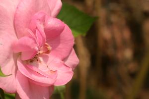 <img300*0:stuff/z/169023/Pink%2520Flower%2520Photos/i1307649141_12.jpg>
