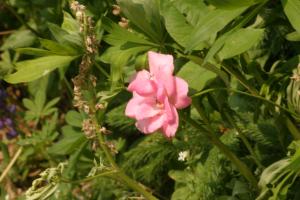 <img300*0:stuff/z/169023/Pink%2520Flower%2520Photos/i1307649141_13.jpg>