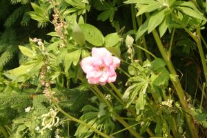 <img300*0:stuff/z/169023/Pink%2520Flower%2520Photos/i1307649141_14.jpg>