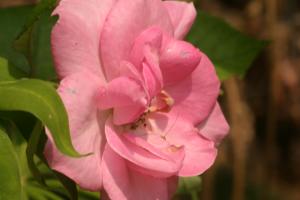 <img300*0:stuff/z/169023/Pink%2520Flower%2520Photos/i1307649141_15.jpg>