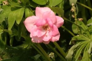 <img300*0:stuff/z/169023/Pink%2520Flower%2520Photos/i1307649141_16.jpg>