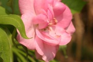 <img300*0:stuff/z/169023/Pink%2520Flower%2520Photos/i1307649141_17.jpg>