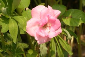 <img300*0:stuff/z/169023/Pink%2520Flower%2520Photos/i1307649141_18.jpg>