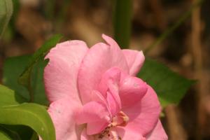 <img300*0:stuff/z/169023/Pink%2520Flower%2520Photos/i1307649141_19.jpg>