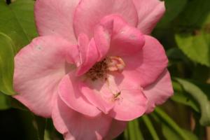 <img300*0:stuff/z/169023/Pink%2520Flower%2520Photos/i1307649141_20.jpg>