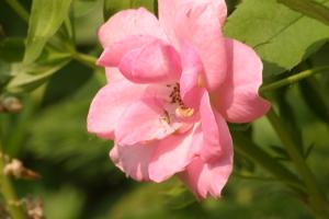 <img300*0:stuff/z/169023/Pink%2520Flower%2520Photos/i1307649141_21.jpg>