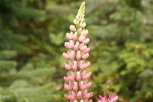 <img300*0:stuff/z/169023/Pink%2520Flowers/i1307650154_1.jpg>